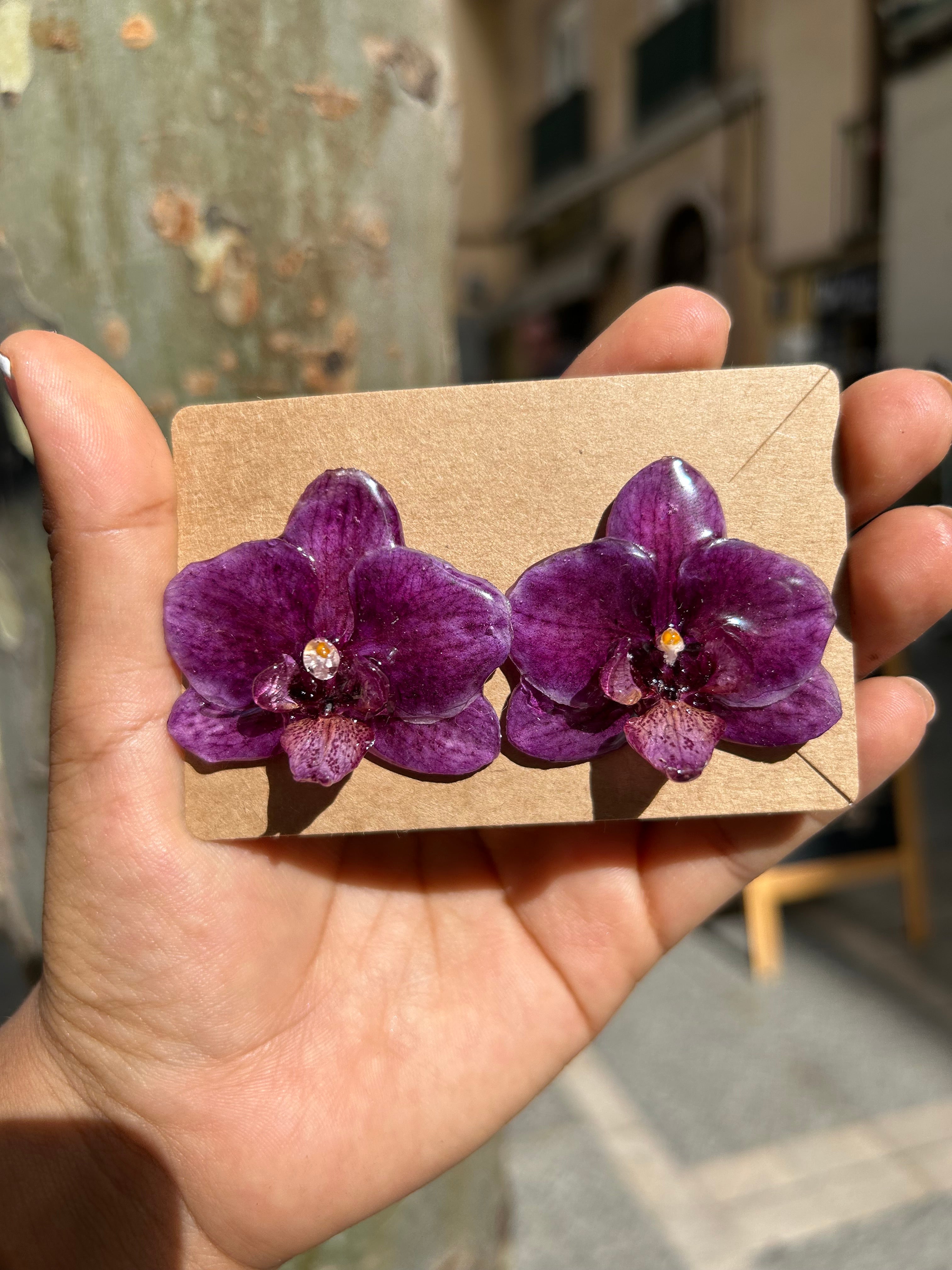 Orchid mini phalaenopsis