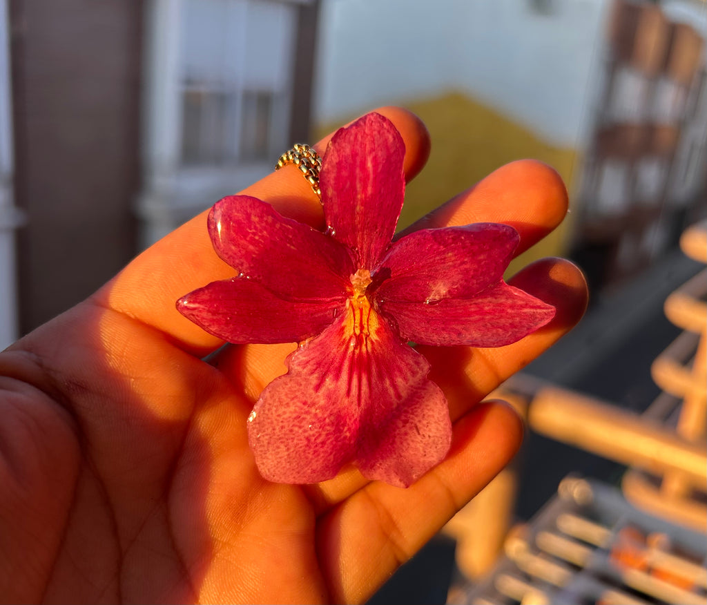 Orchid Nelly isler fucsia