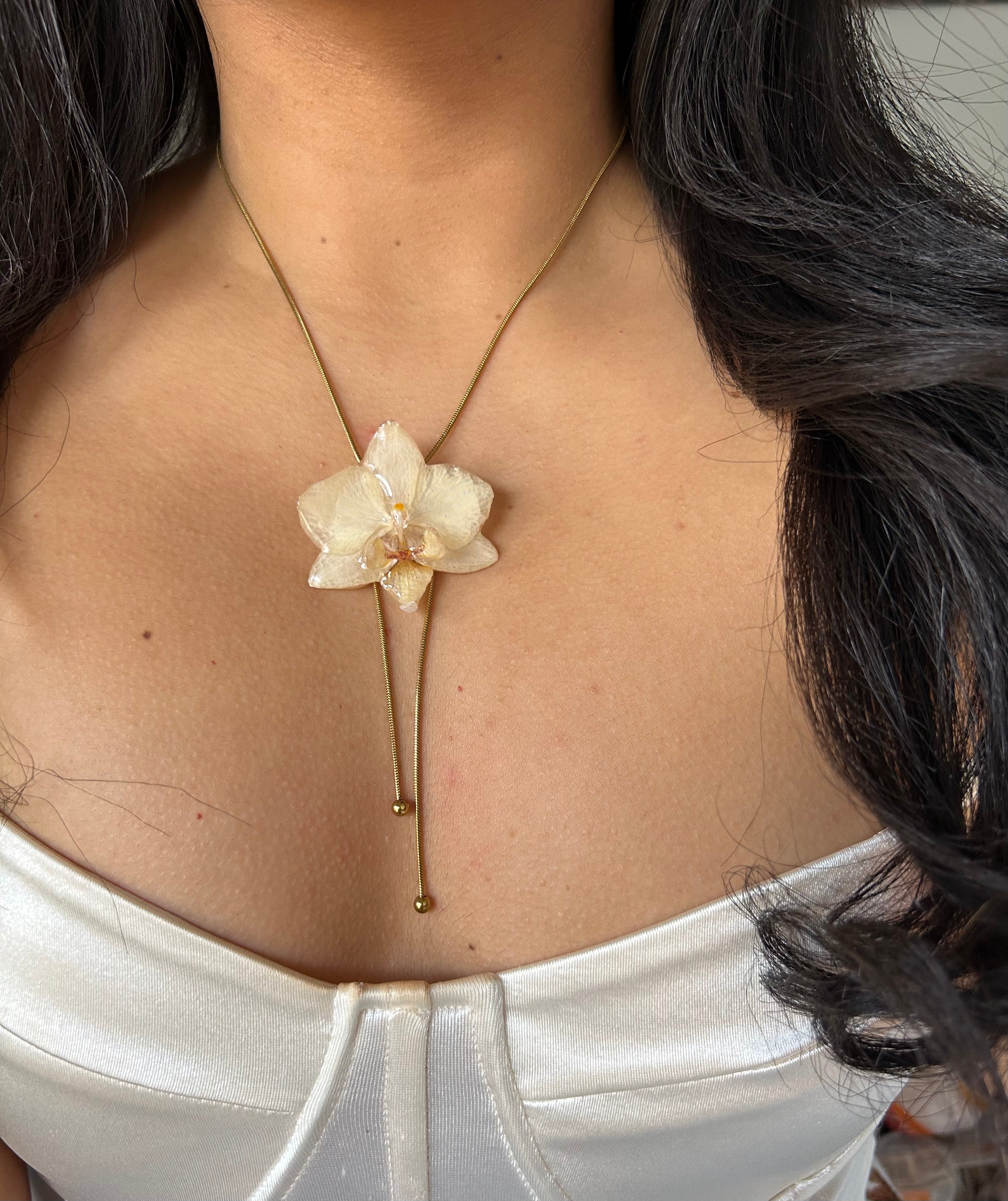 cream phalaenopsis orchid