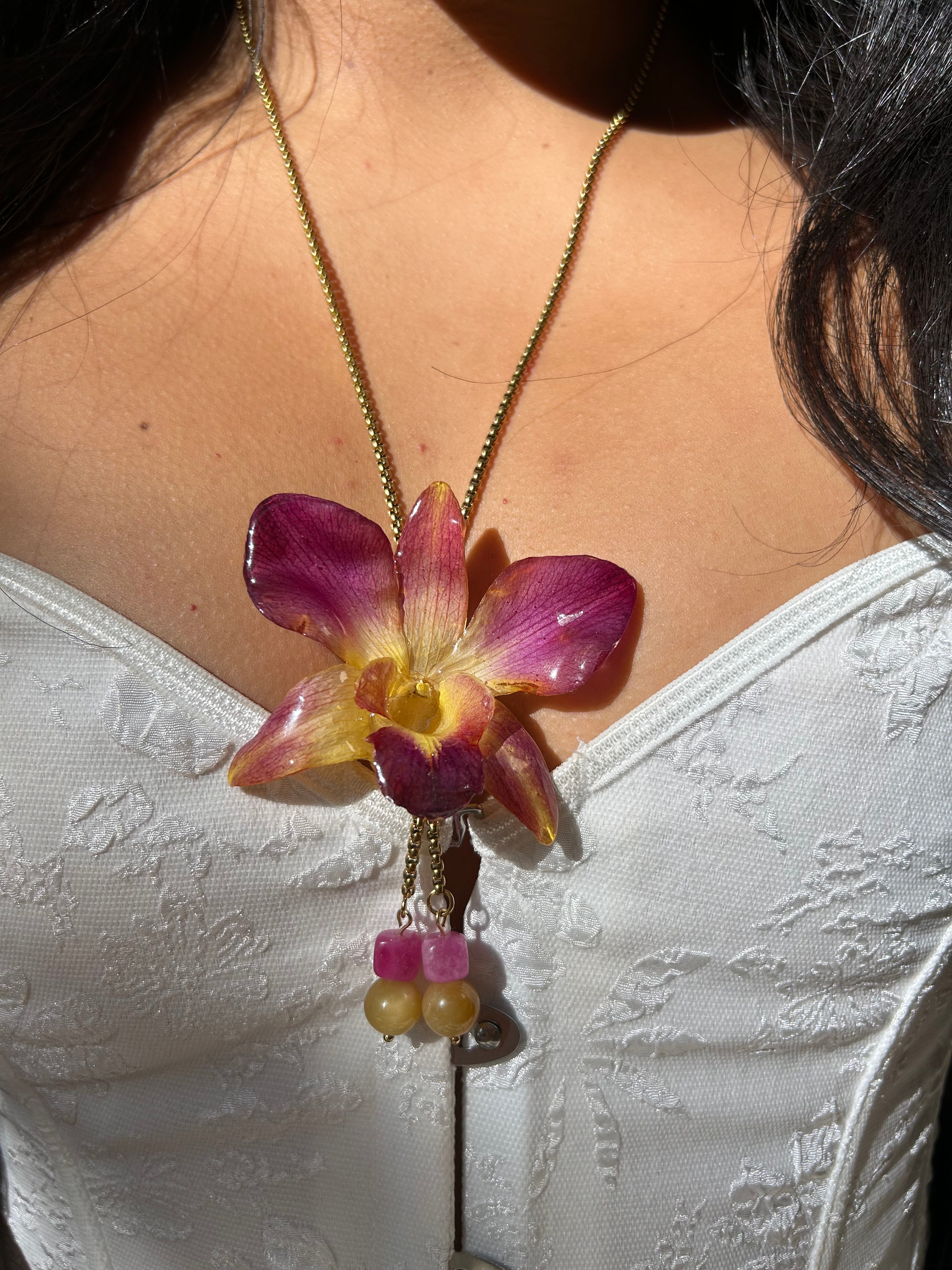 Orchid dendrobium bello atardecer